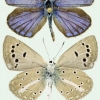 polyommatus cyaneus tabl 1